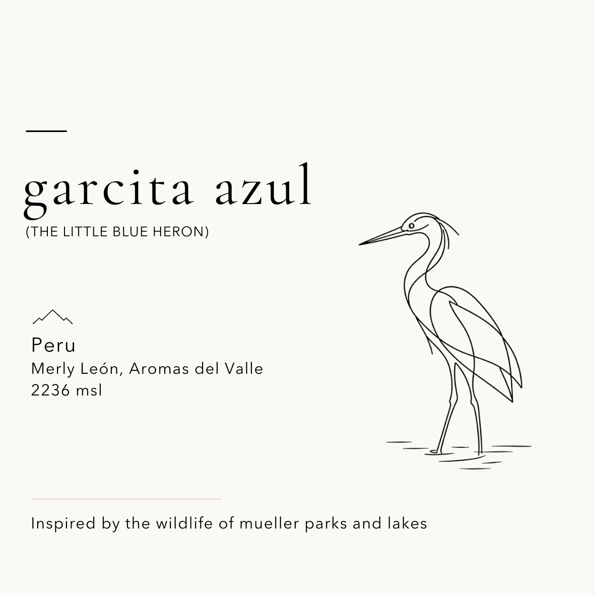 Garcita Azul — Little Blue Heron